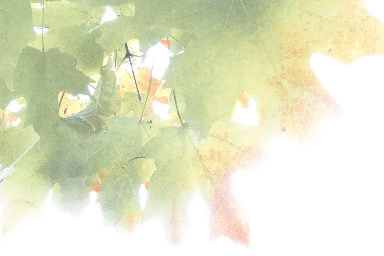 Autumn in Chicago #1 (2016)