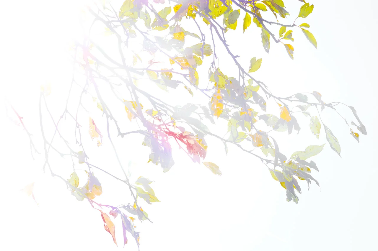 Autumn_Overexposed-0362_WEB.jpg