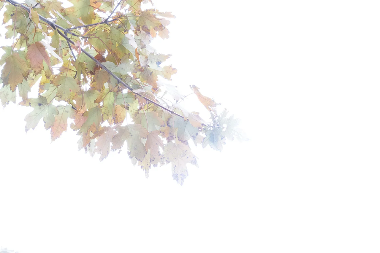 Autumn2016-0448_WEB.jpg