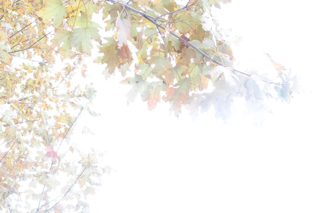Autumn2016-0449_WEB.jpg