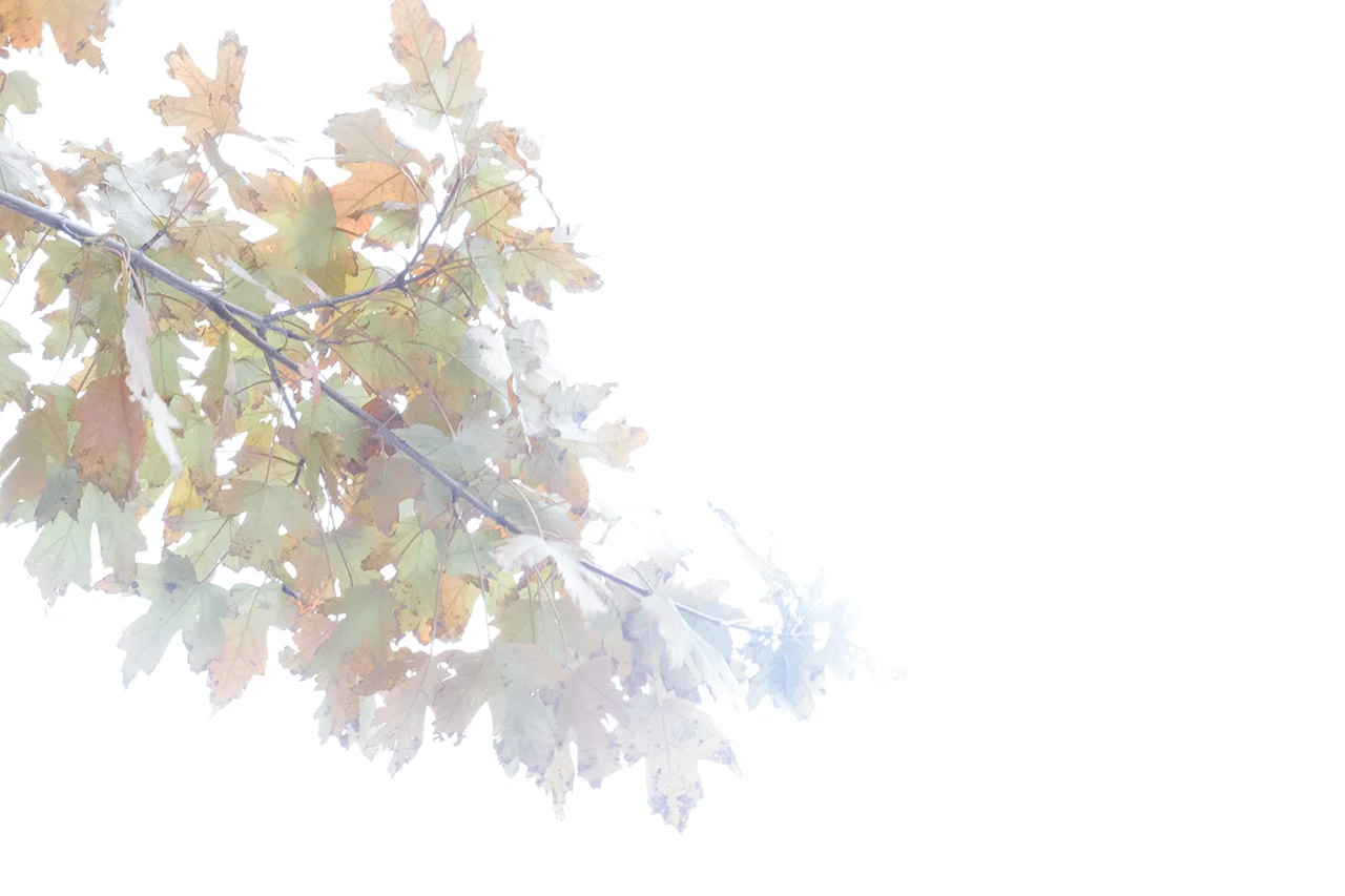Autumn2016-0450_WEB.jpg