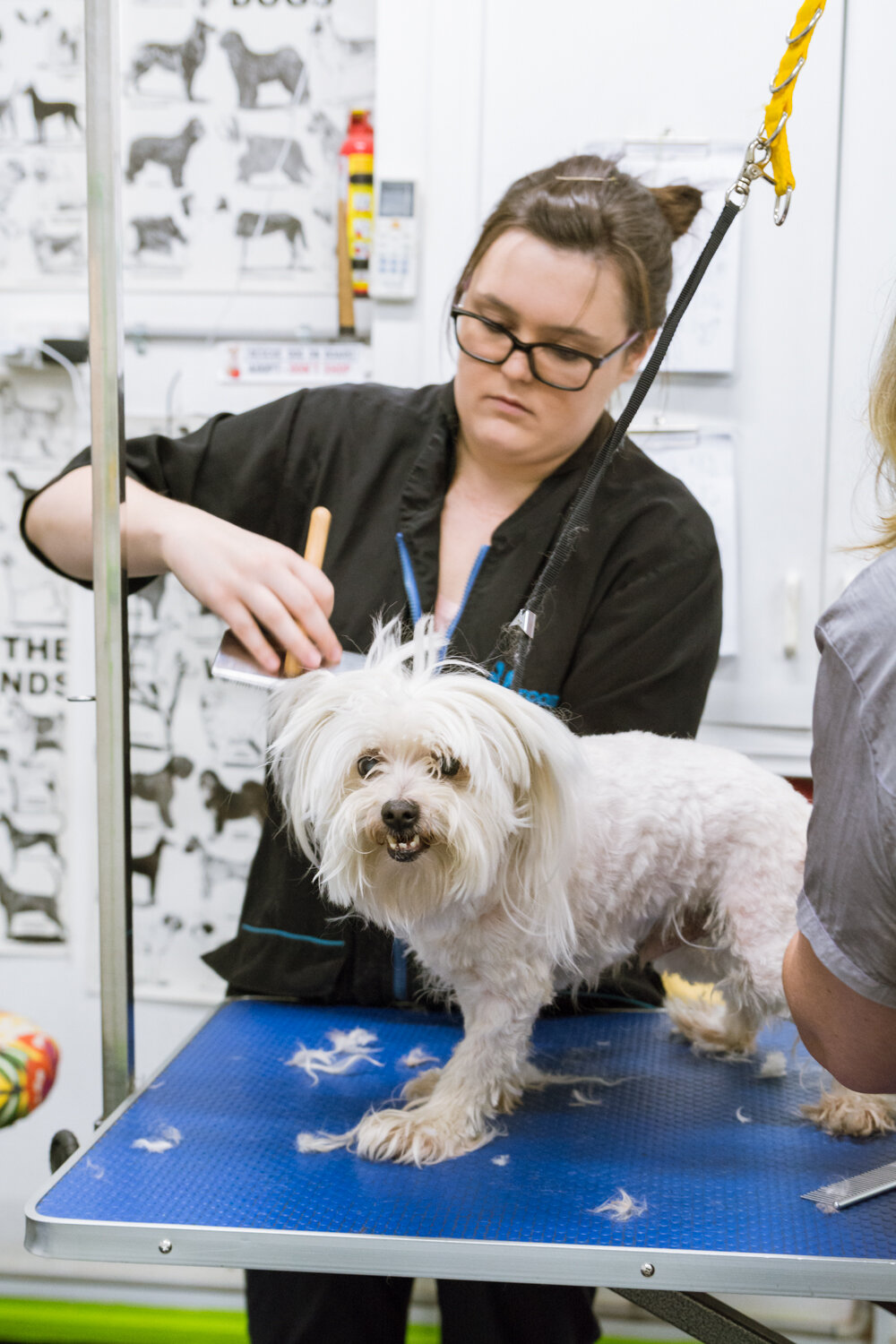 12 Week Intensive Dog Grooming Course — DOG DIVERSITY Developing