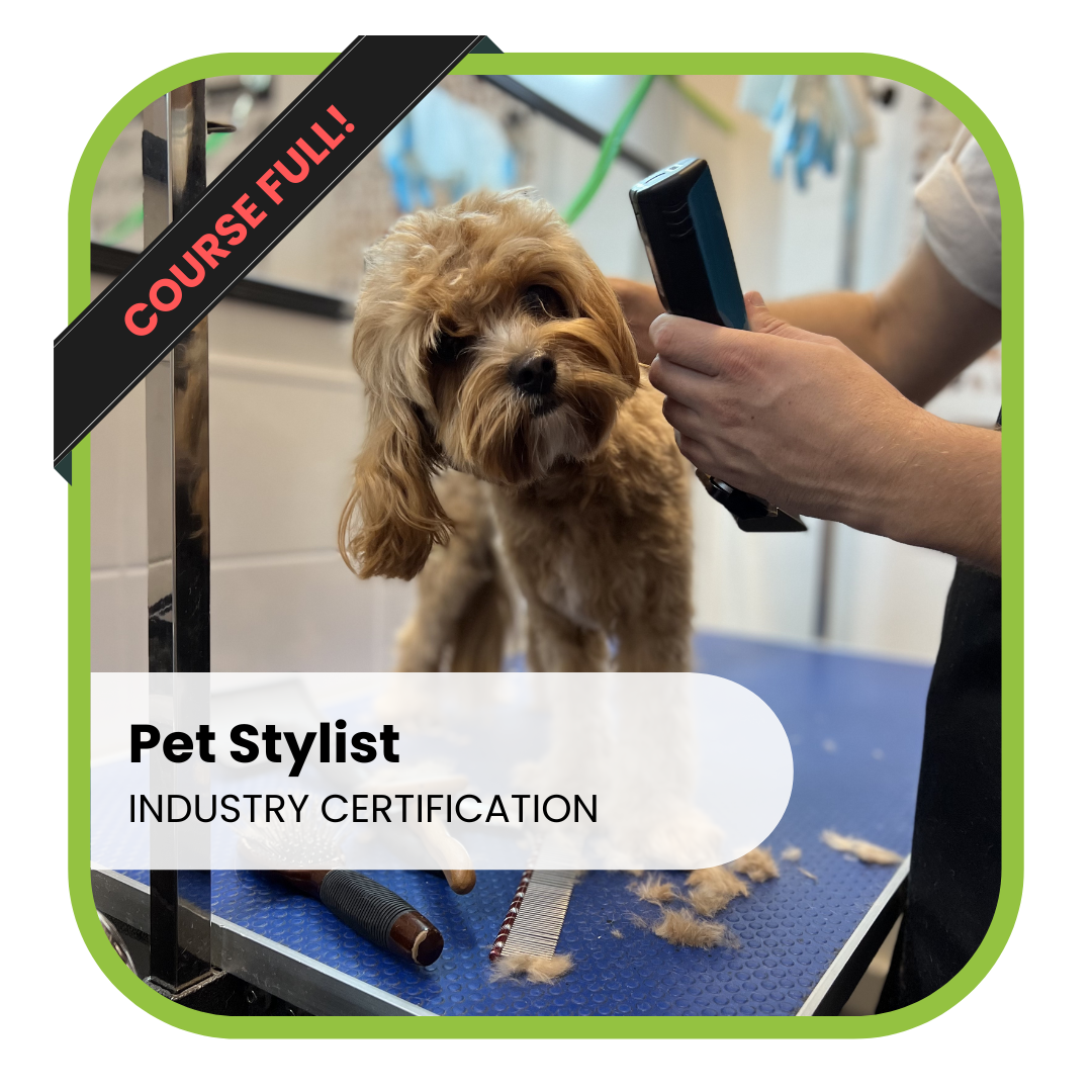 Pet Stylist Industry Certification