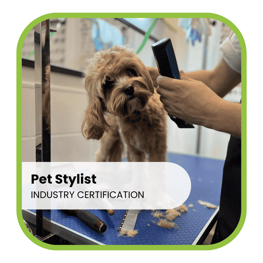 Pet Stylist Industry Certification