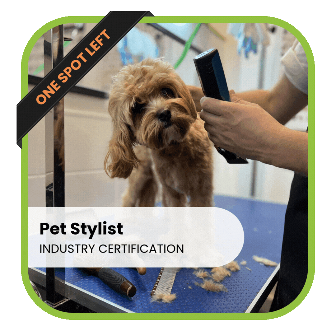 Pet Stylist Industry Certification