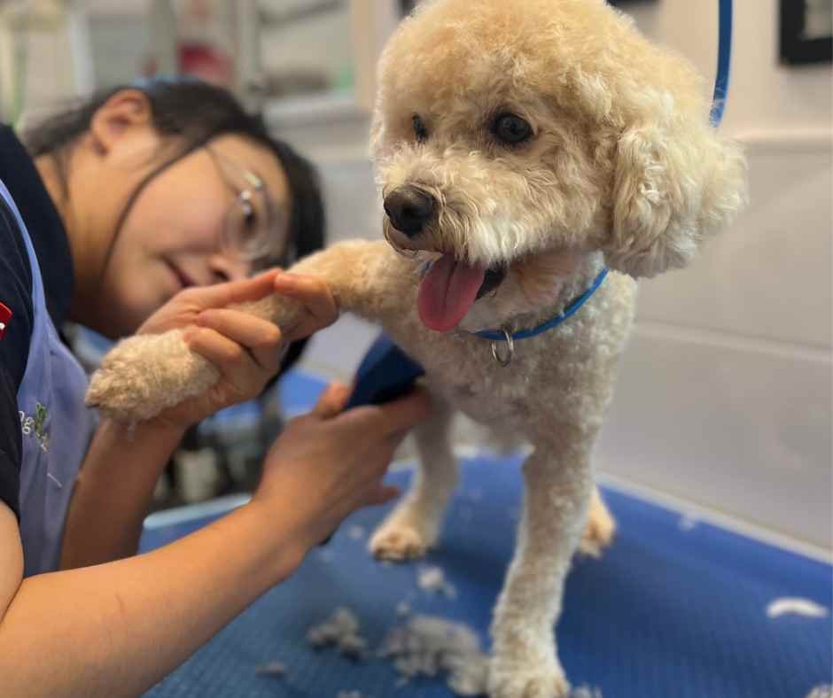 a student learning to groom a dog at Dog Diversity Grooming School