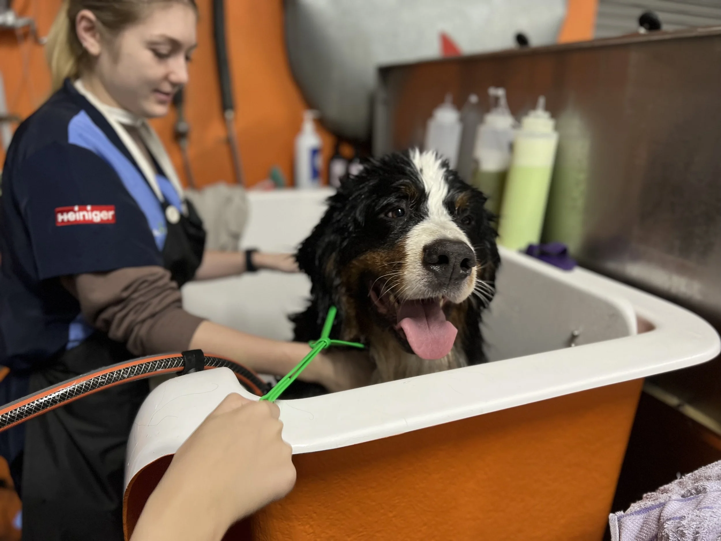 Groomers Assistant Course — DOG DIVERSITY Developing Professional Standards in Grooming
