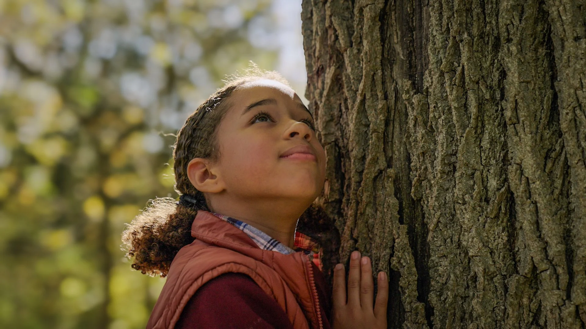 Secrets of the Forest