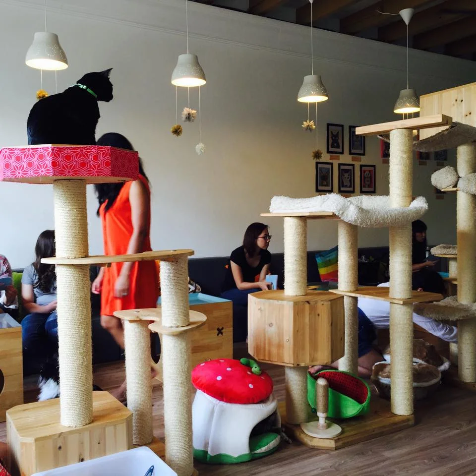 Busy Cat Cafe