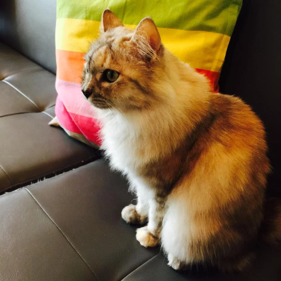 Miley, my fave cat!