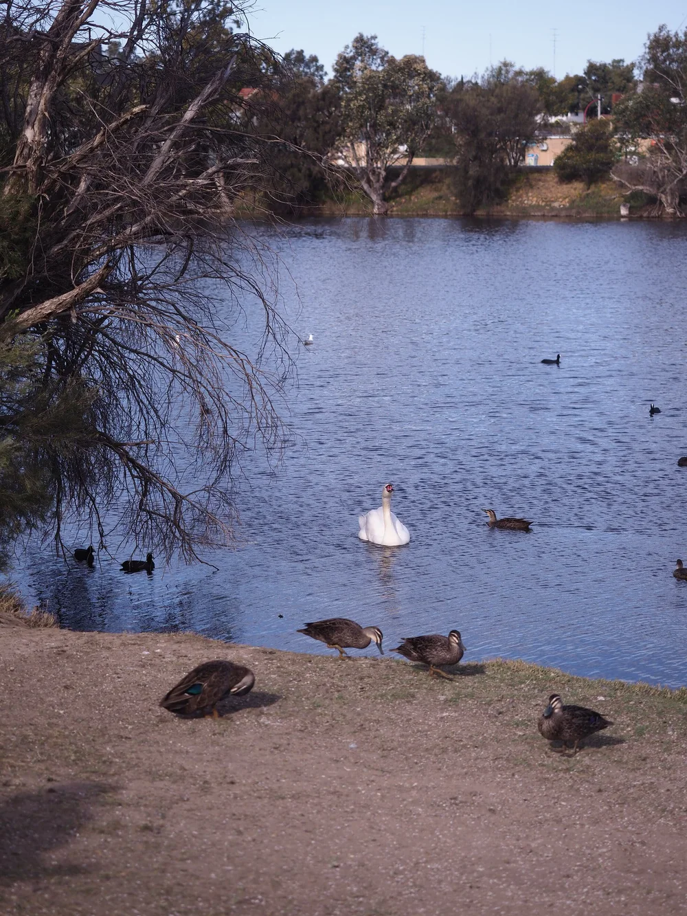 Bernard Park Northam