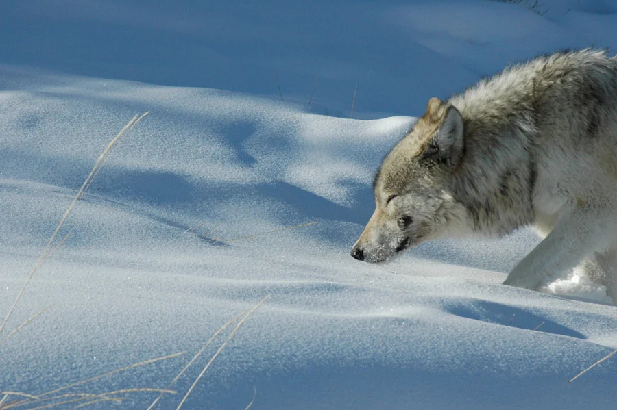 wolf-in-negative-20-degrees.jpg