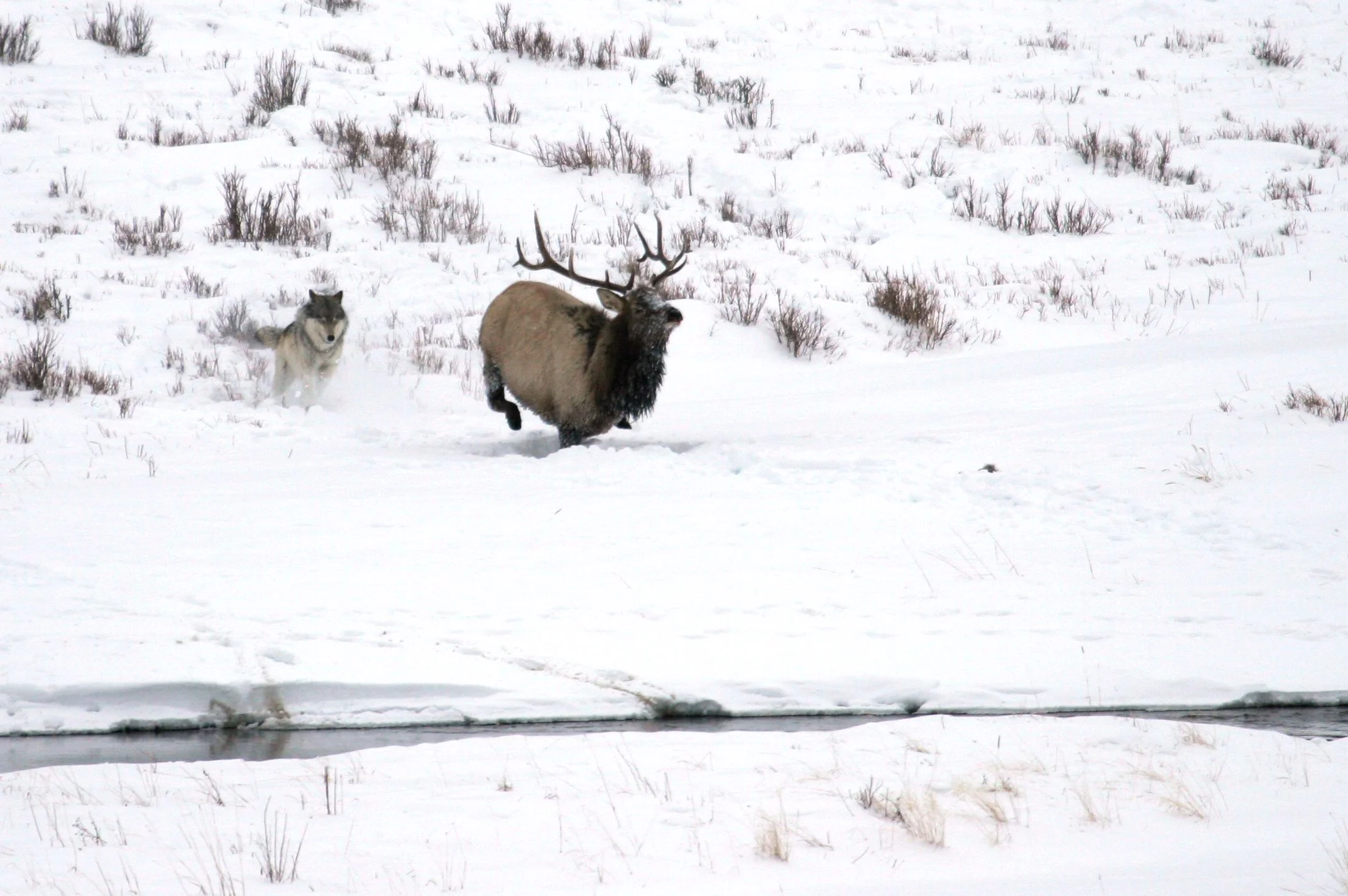 slides-wolf-elk.jpg