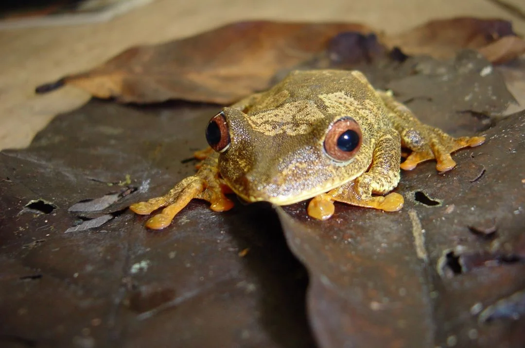slides-frog-hyla.jpg