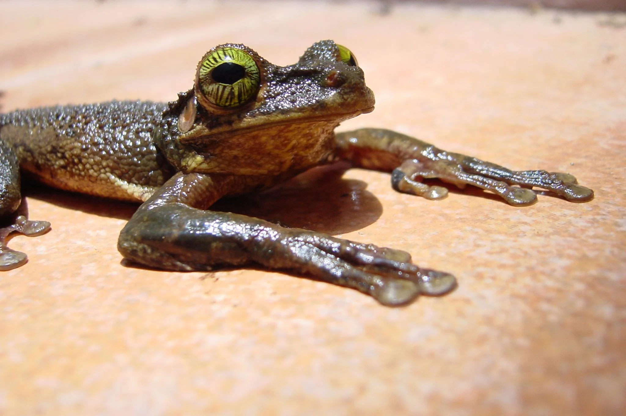 slides-frog-taurinus.jpg