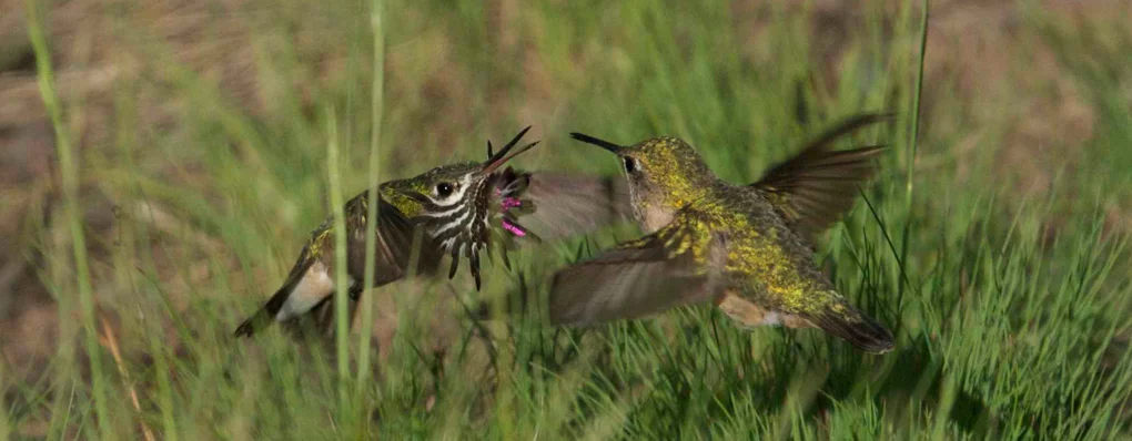 slides-hummingbird.jpg