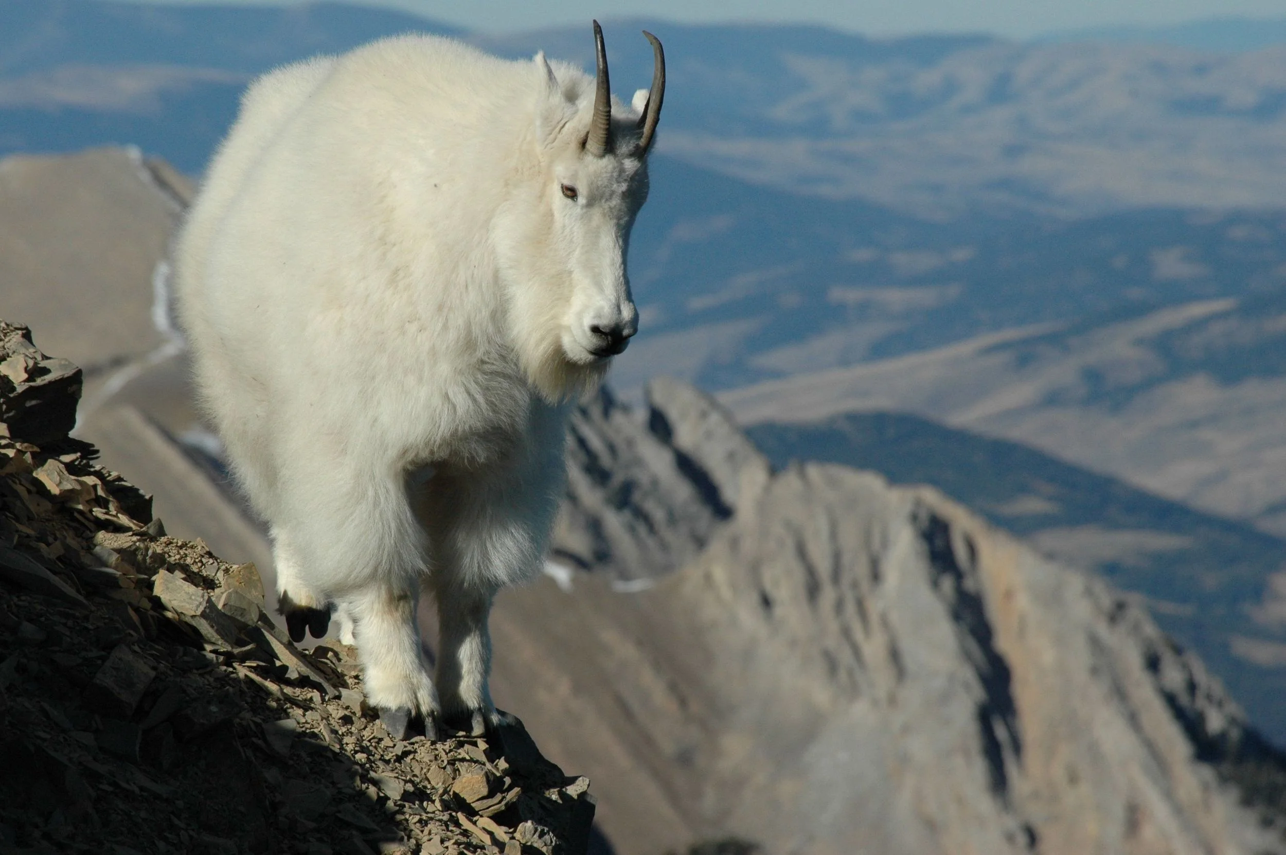 slides-mountaingoat.jpg