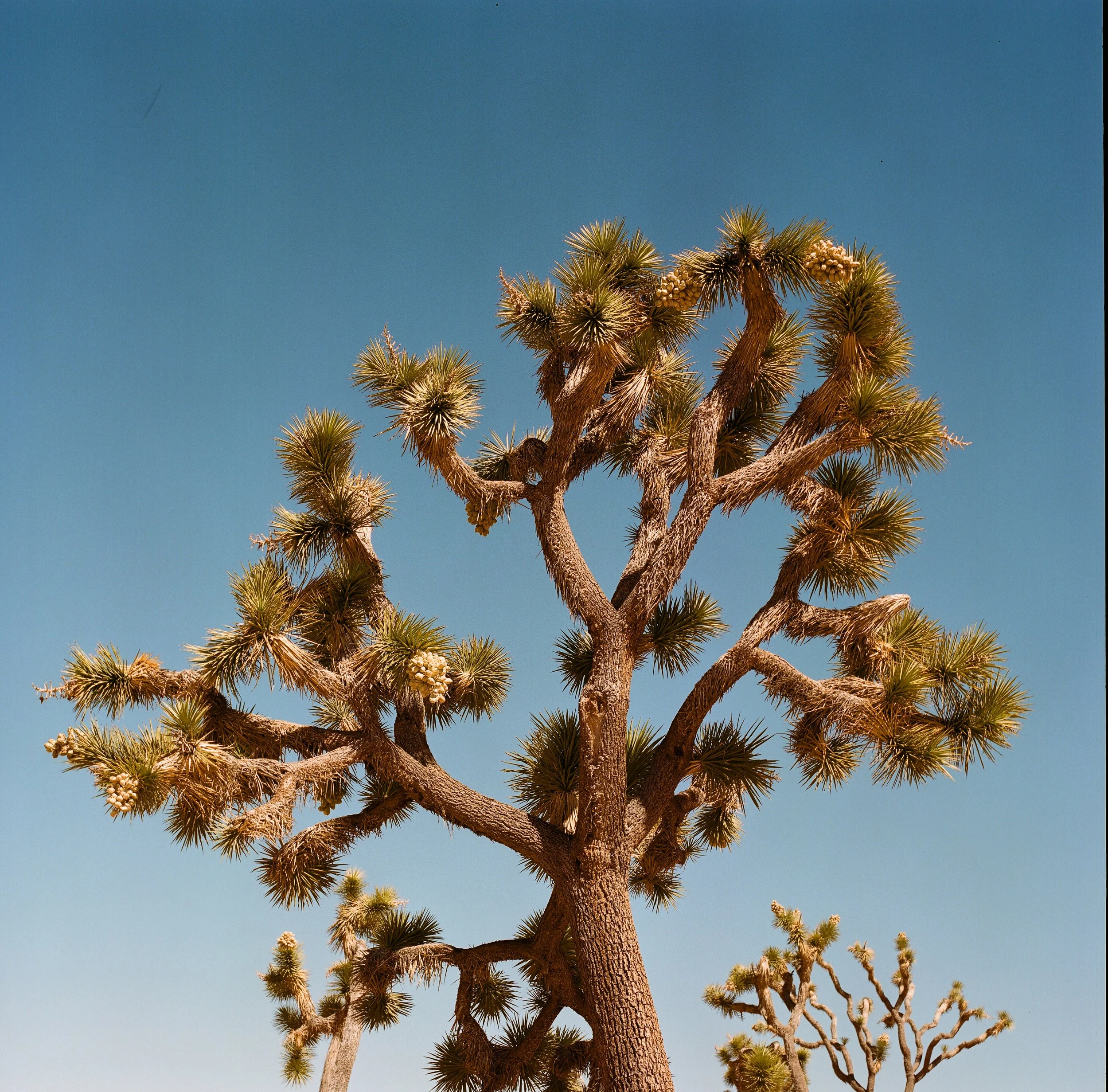 Joshua Tree National Park / California / 2022