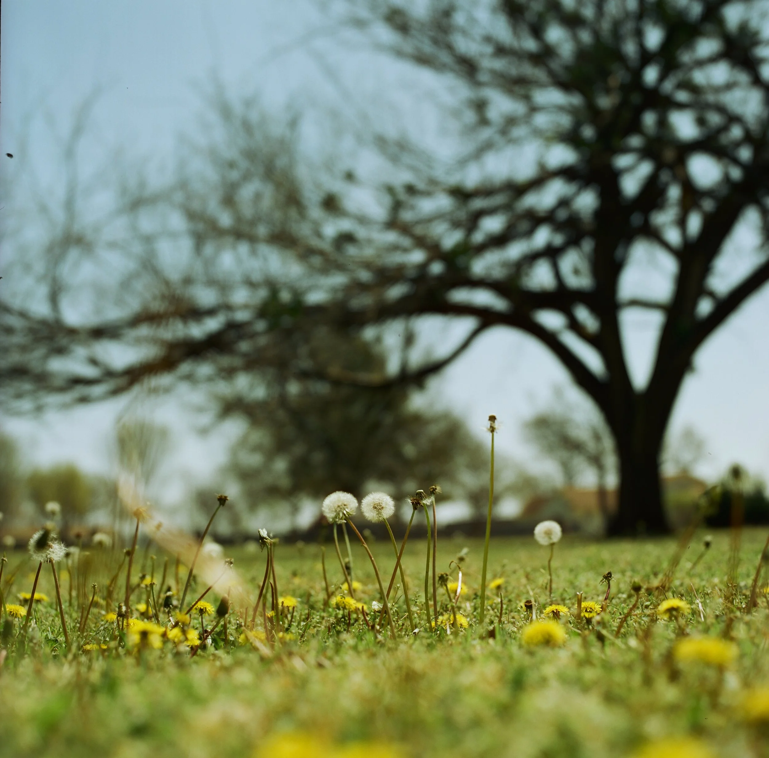 Yard / Mayes County, Oklahoma / 2022