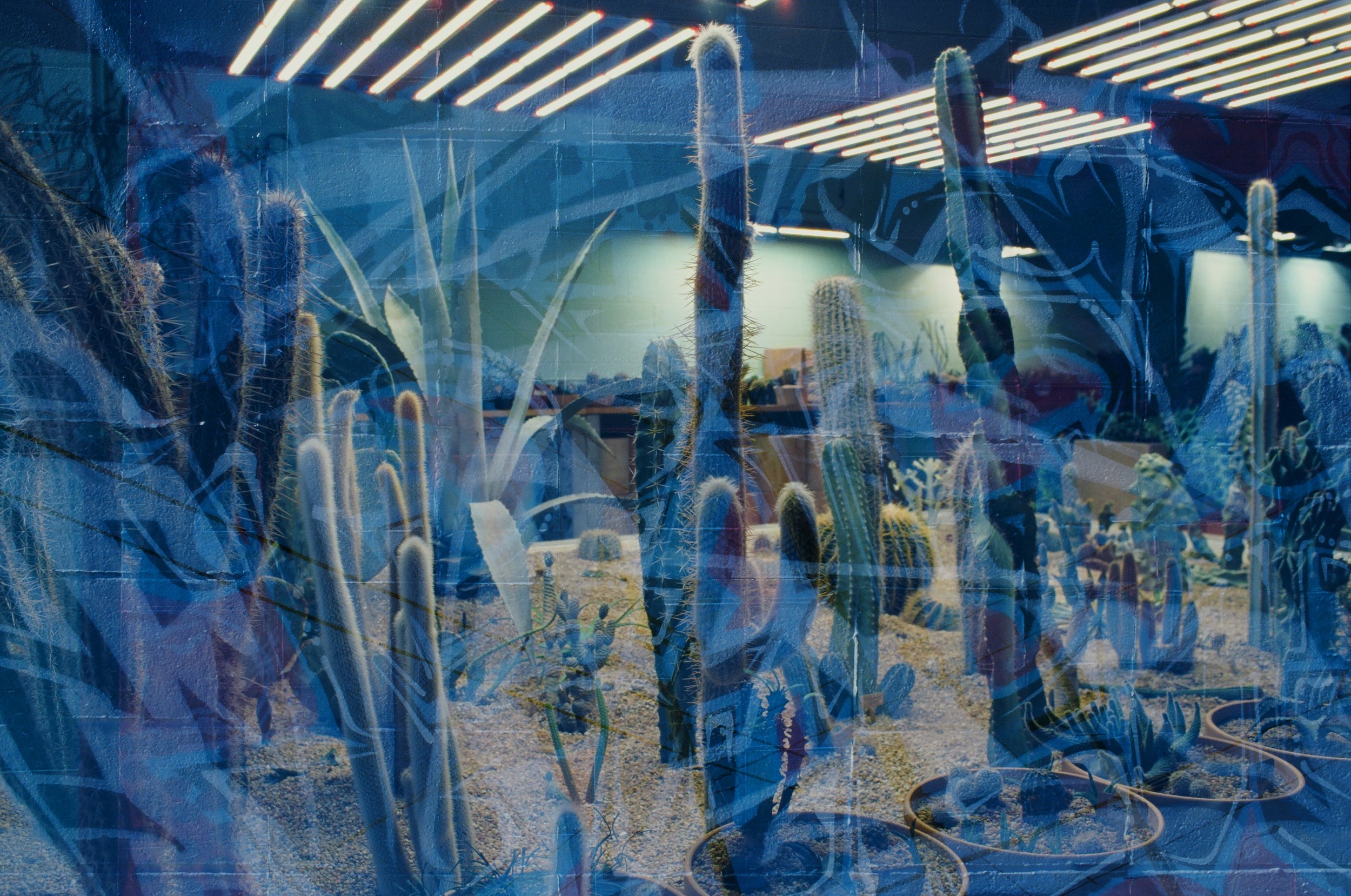 Cactus + / Kansas City, Missouri / 2021