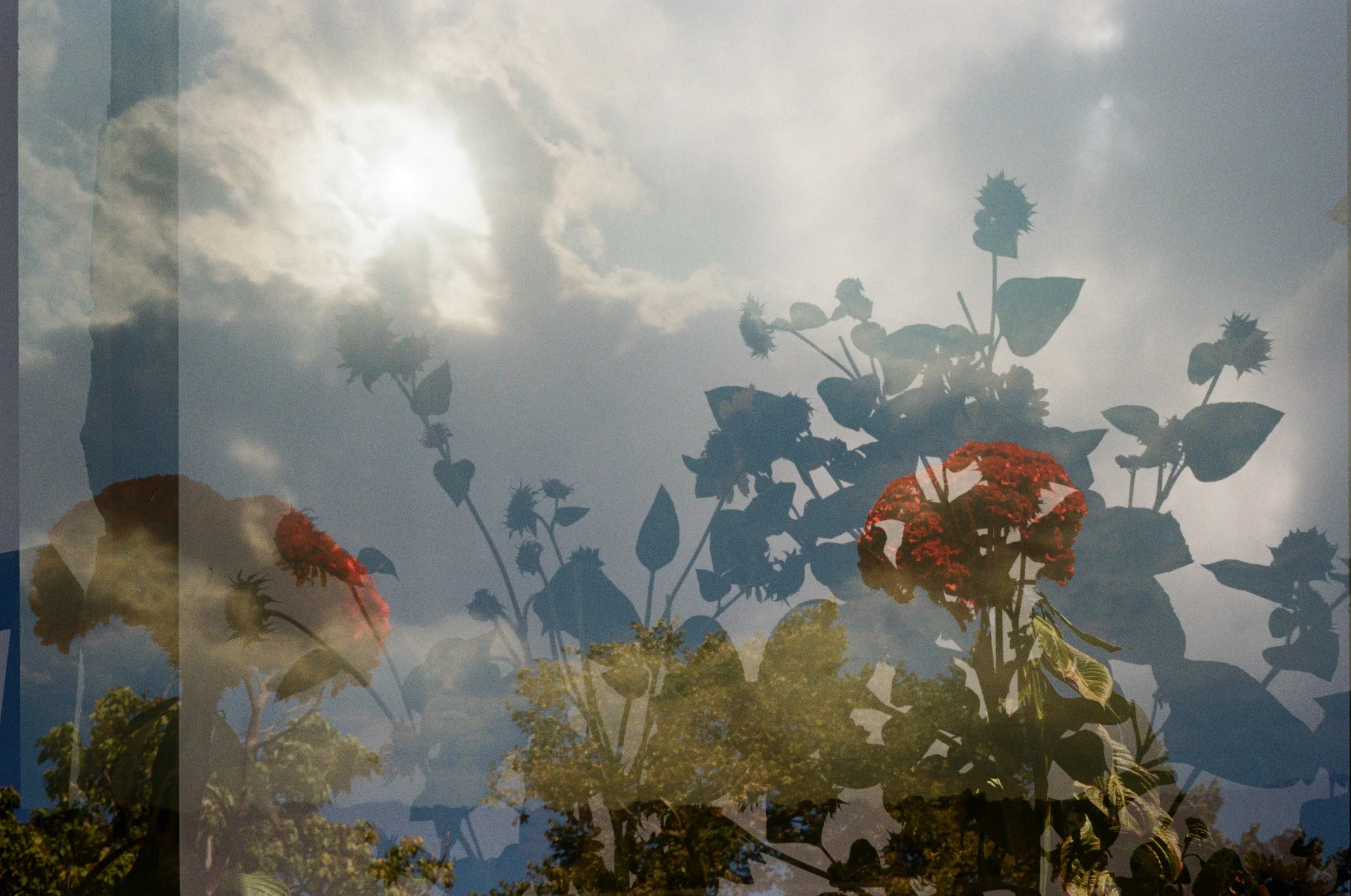 Flowers in the Sun / Kansas City, Missouri / 2024