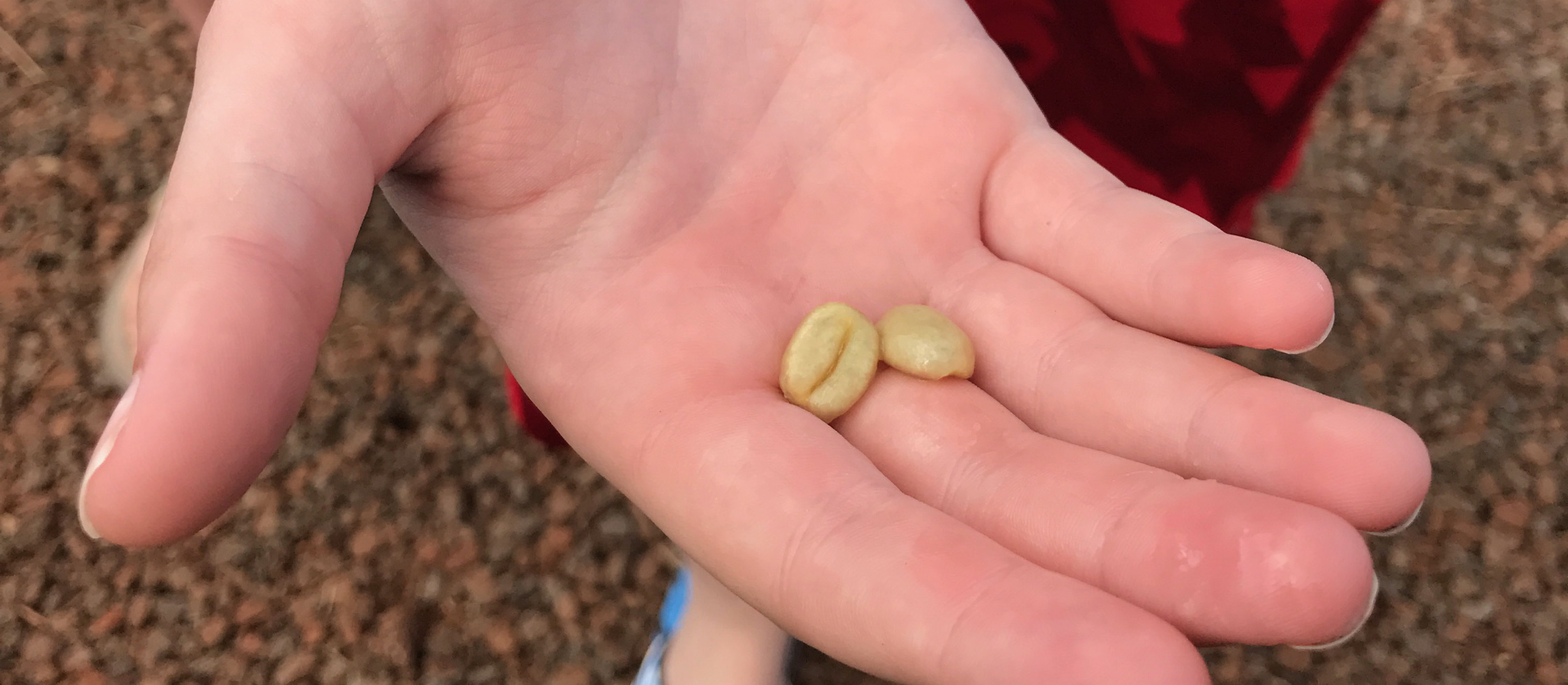 Coffee beans, recently split from a coffee cherry. 