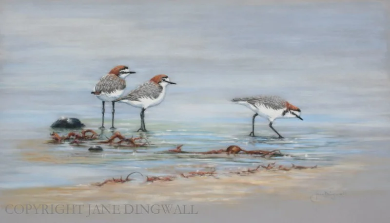 PADDLING PLOVERS