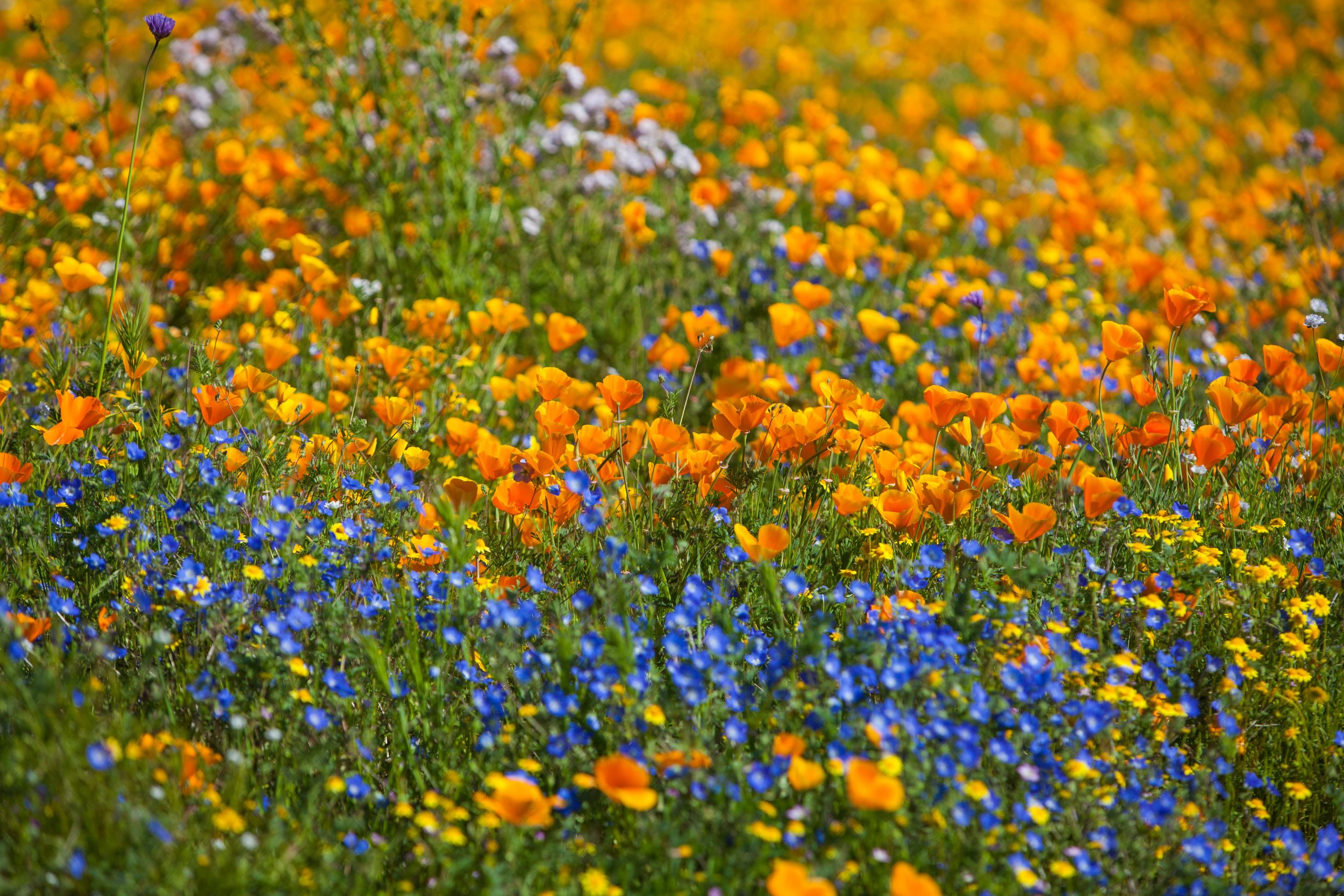California Superbloom, 2017
