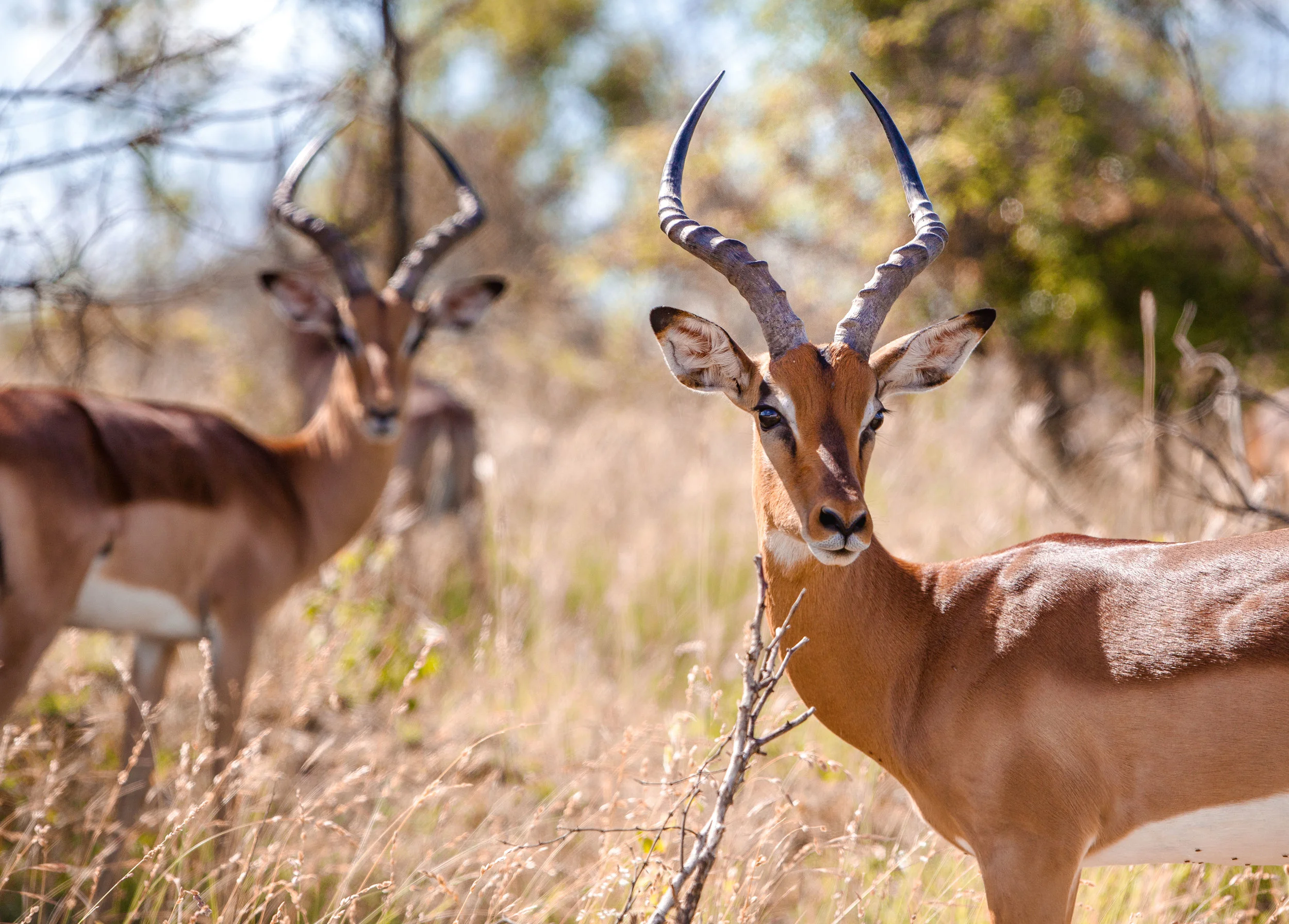 South Africa, 2015