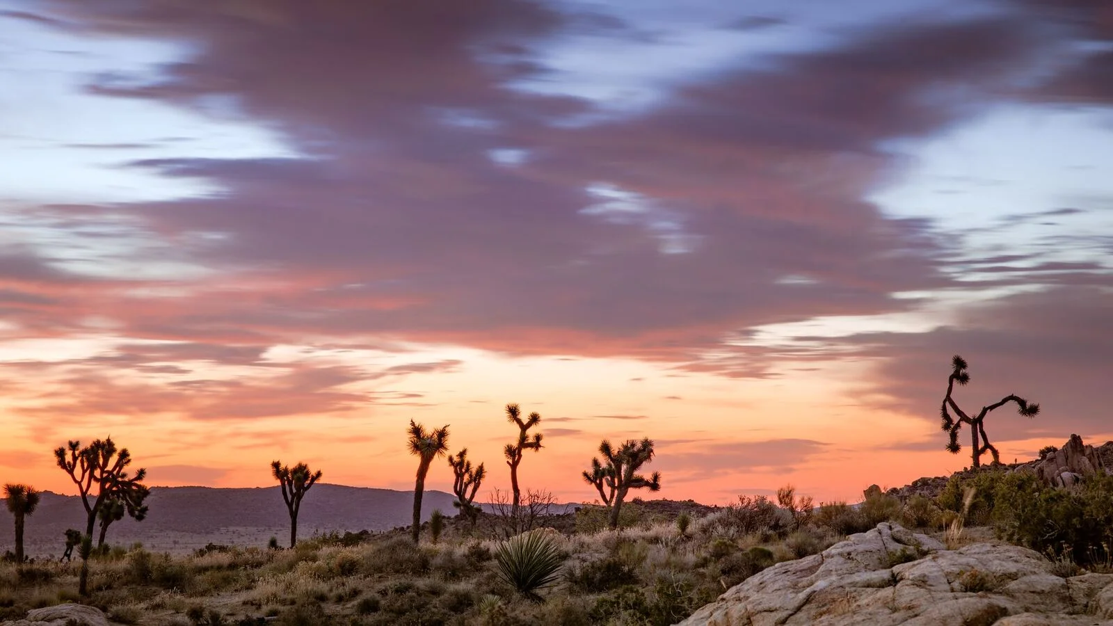 Joshua Tree, 2017