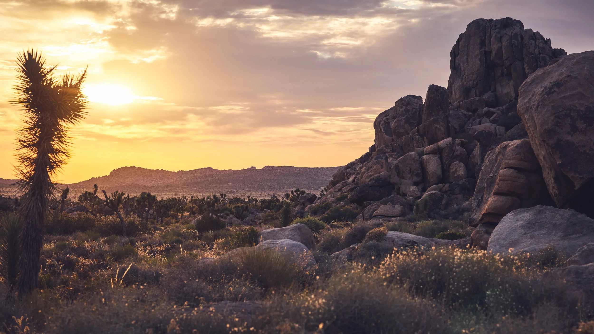 Joshua Tree, 2017