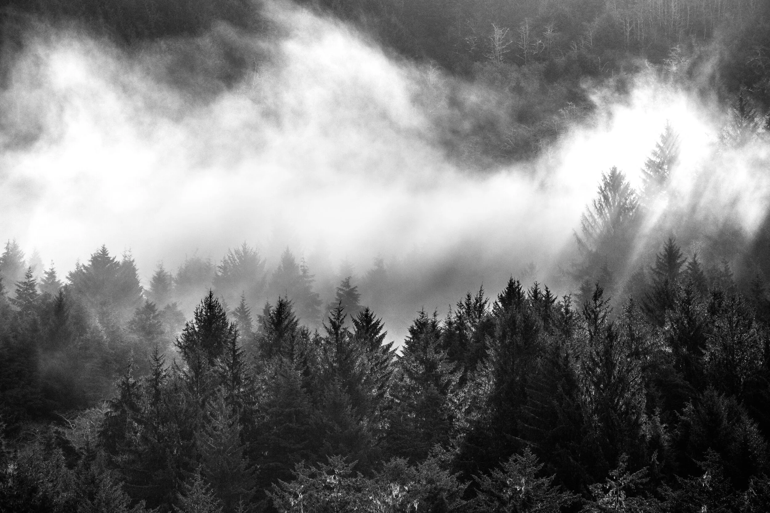 Forest BandW.jpg