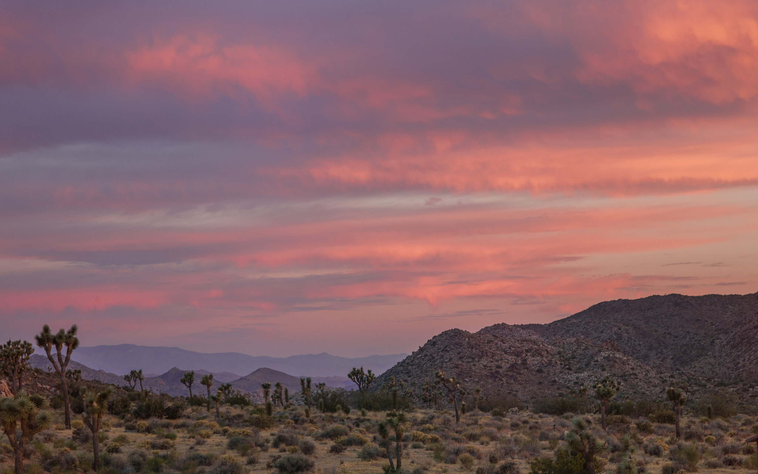 JTree Sunrise.jpg