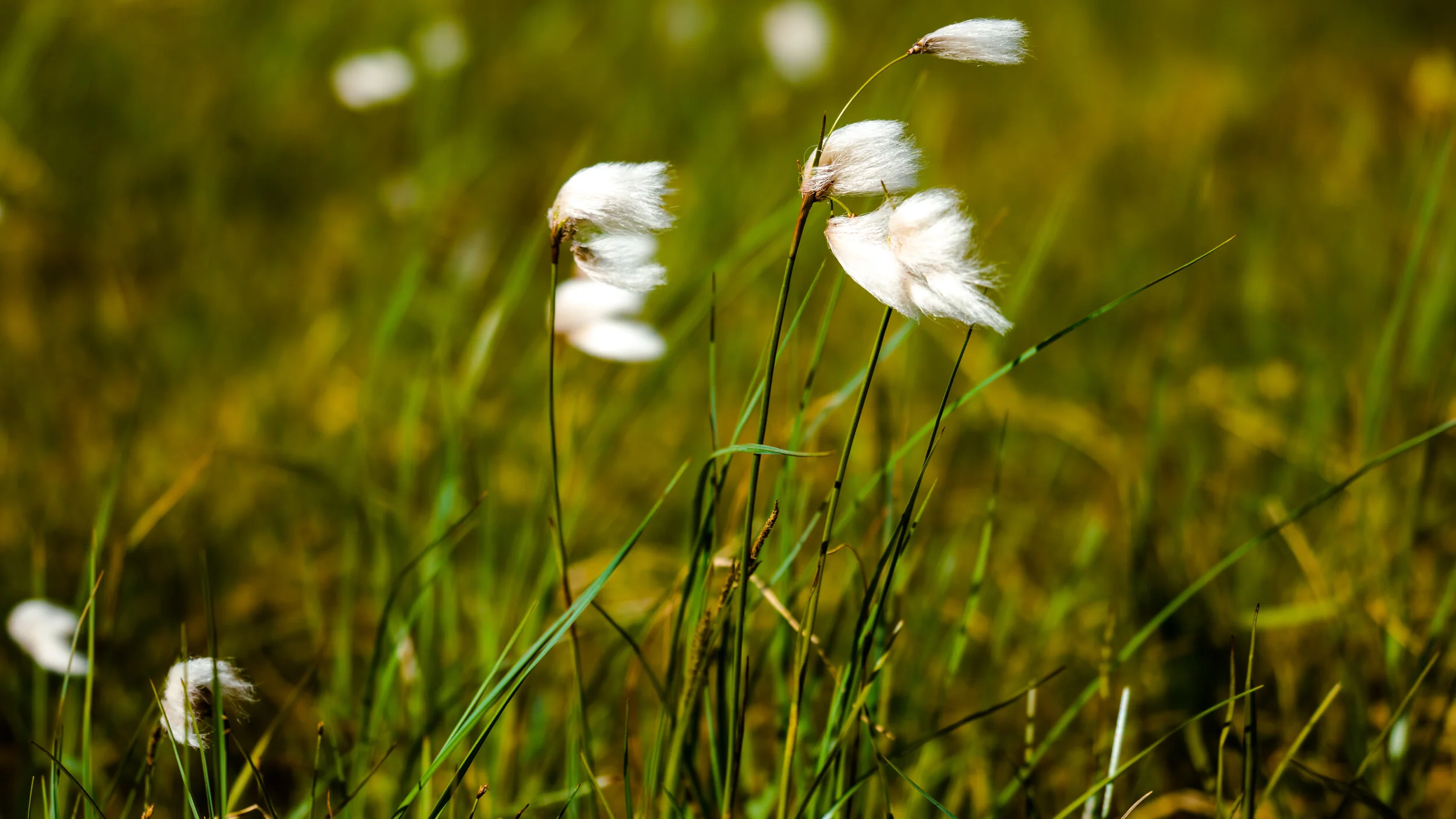 Norway Grass.jpg