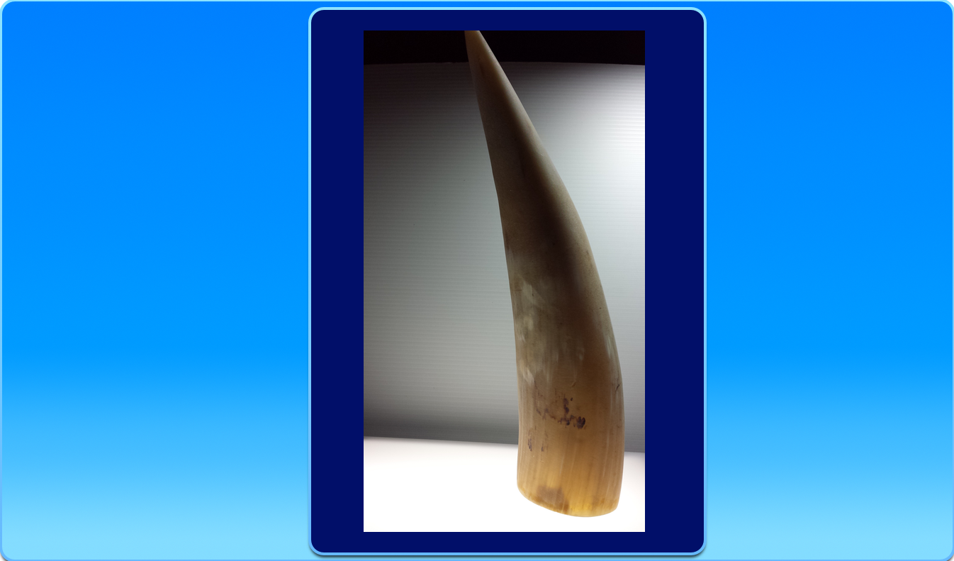 Unfinished Horn for Scrimshaw