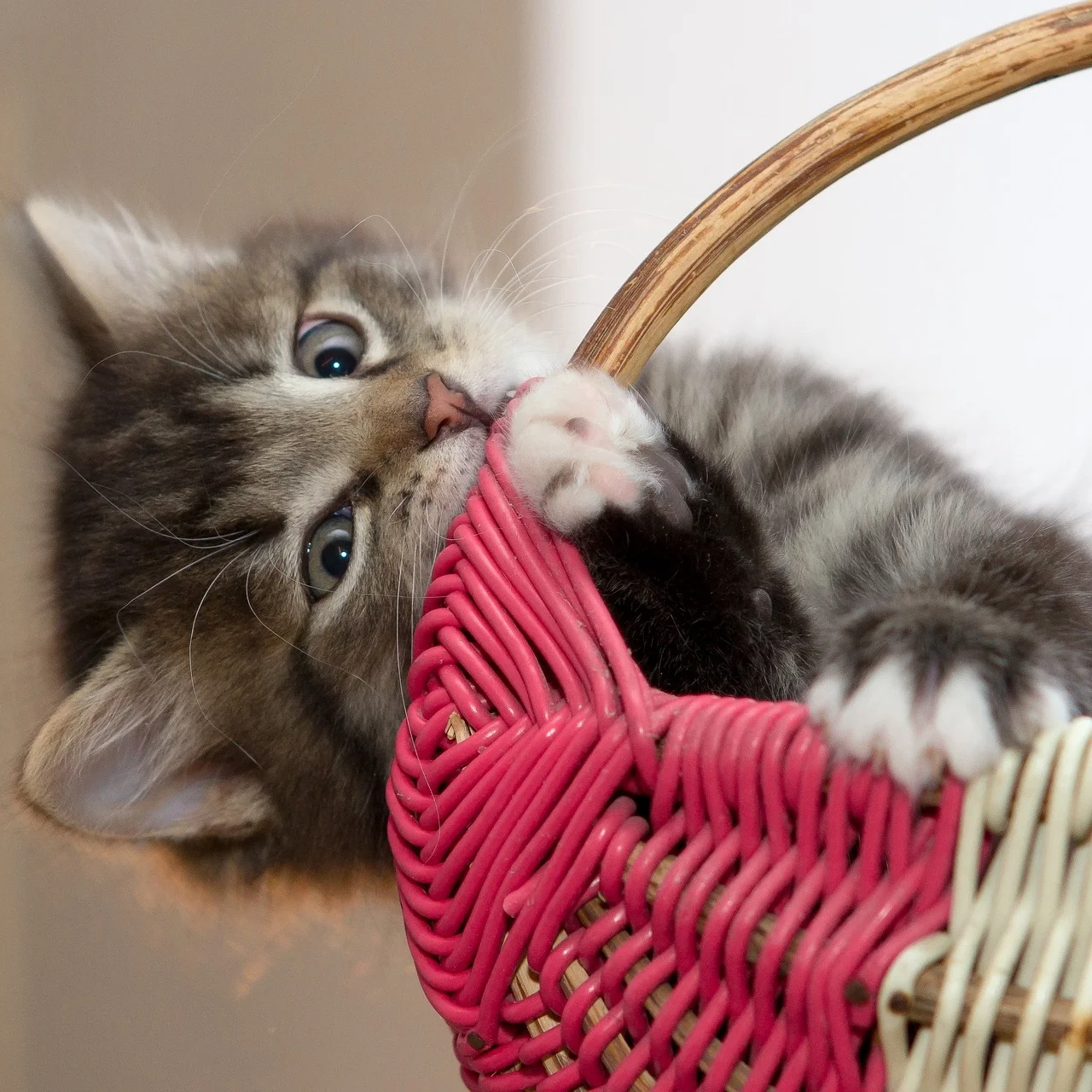 kitten-2973049_1920.jpg