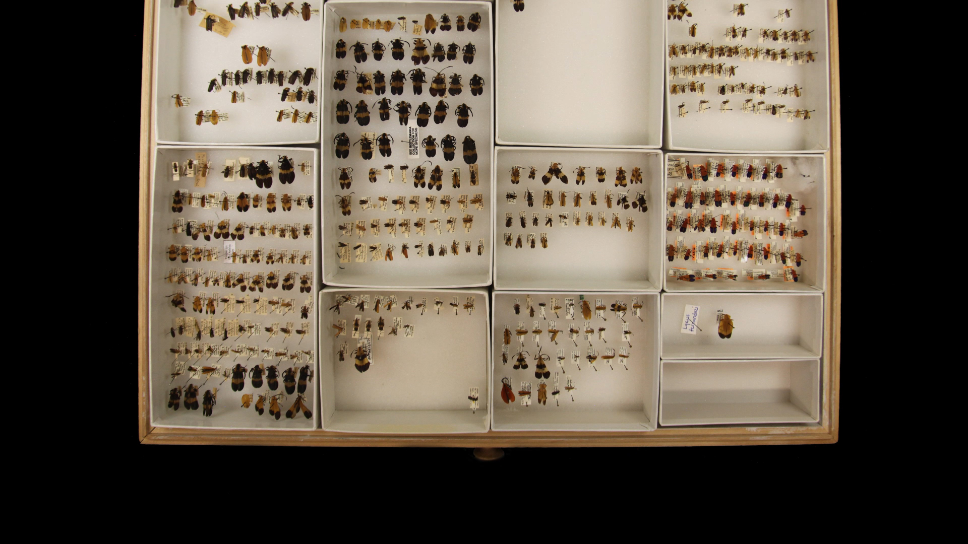 Beetle Bluffs full_beetle drawer.jpg