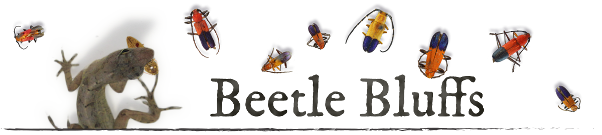 BeetleBluffsBanner_squarespace.jpg