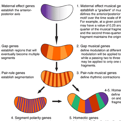 Developmental-genes.gif