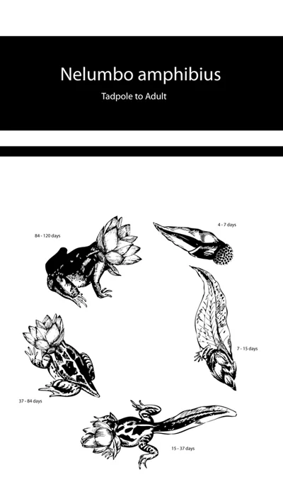 Digital Studio 1 (Spring 2012) - Illustrator Chimeric Creature "Map" Project "Tadpole to Adult" by Lindsay Shepard Throughout the semester students conceived of a chimeric creature and explored various software tools while depicting their creature's look, sound, and movement, and imaging a history for their creature. Art and Art History Department, Colgate University