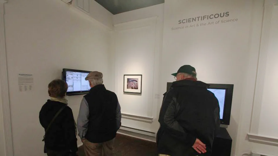 Visitors watch Beetle Bluffs at the SCIENTIFICOUS opening. Photograph by Christie Schism.