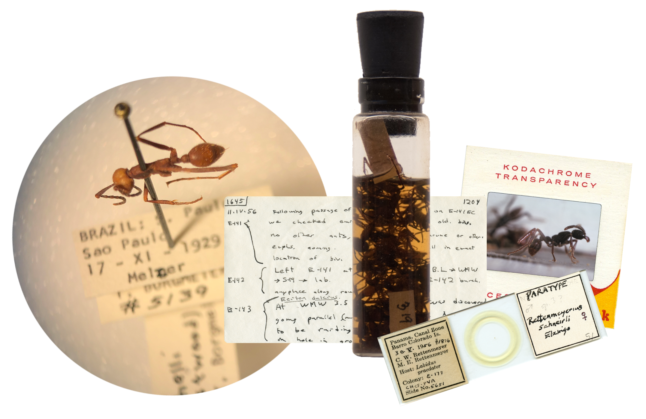 RettenmeyerExhibitCollectionItems.png