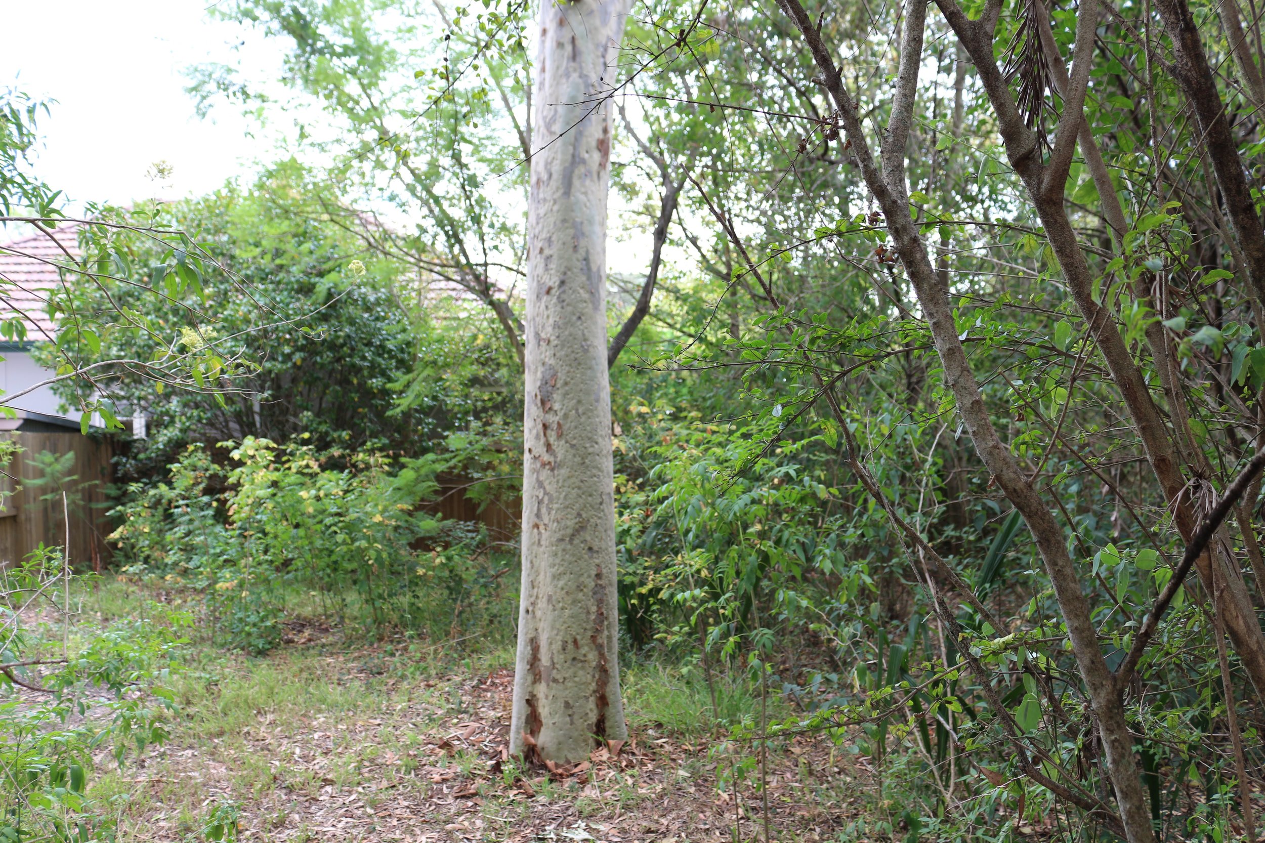 Beautiful mature Blue Gum in the yard