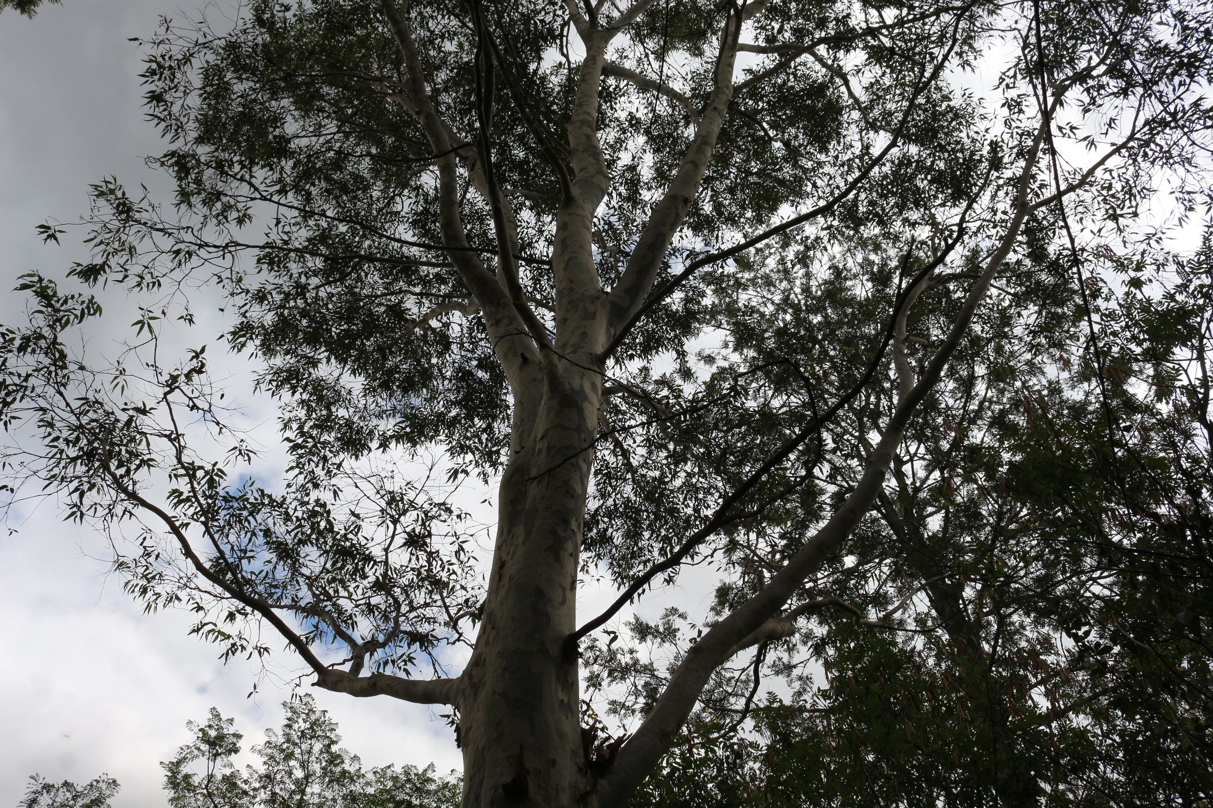 Beautiful mature Blue Gum in the yard