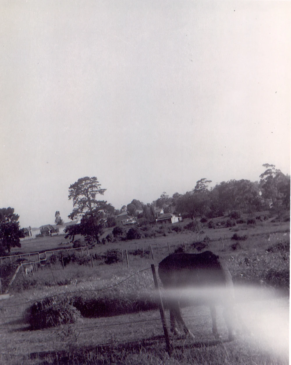Duffy Avenue looking south towards Nicholson Avenue, Thornleigh. 1962
