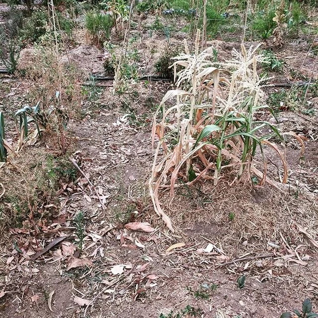 Garden is looking terrible. Ran out of tank water weeks ago and watering cans don't make a dent. Even if it rained today I think we've lost most plants. Sadly I think we have to prepare for less rain in future. Planning to install two more tanks over