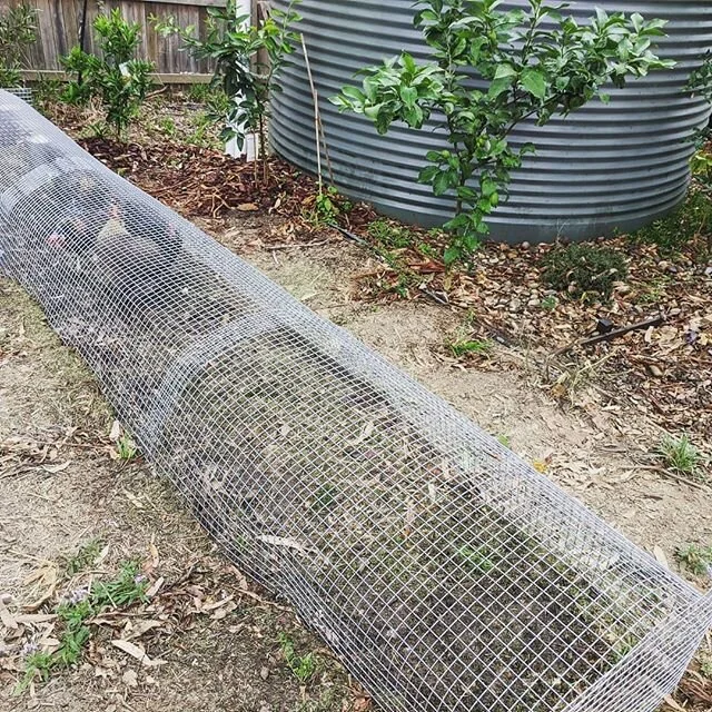 Our new chicken tunnel in action.
