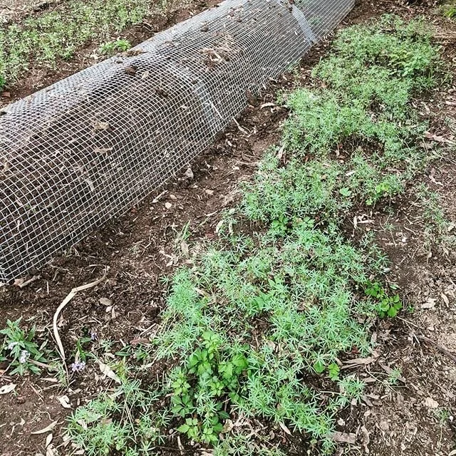 Our new chicken tunnel is proving very useful as a pigeon protector for our green manure seeds.