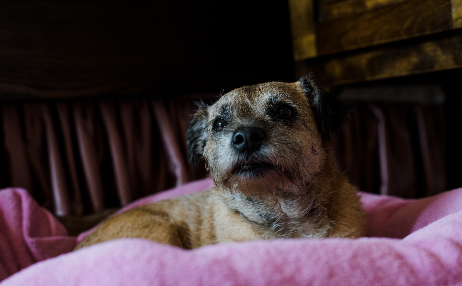 The bride and grooms dog relaxing before having makeup and hair