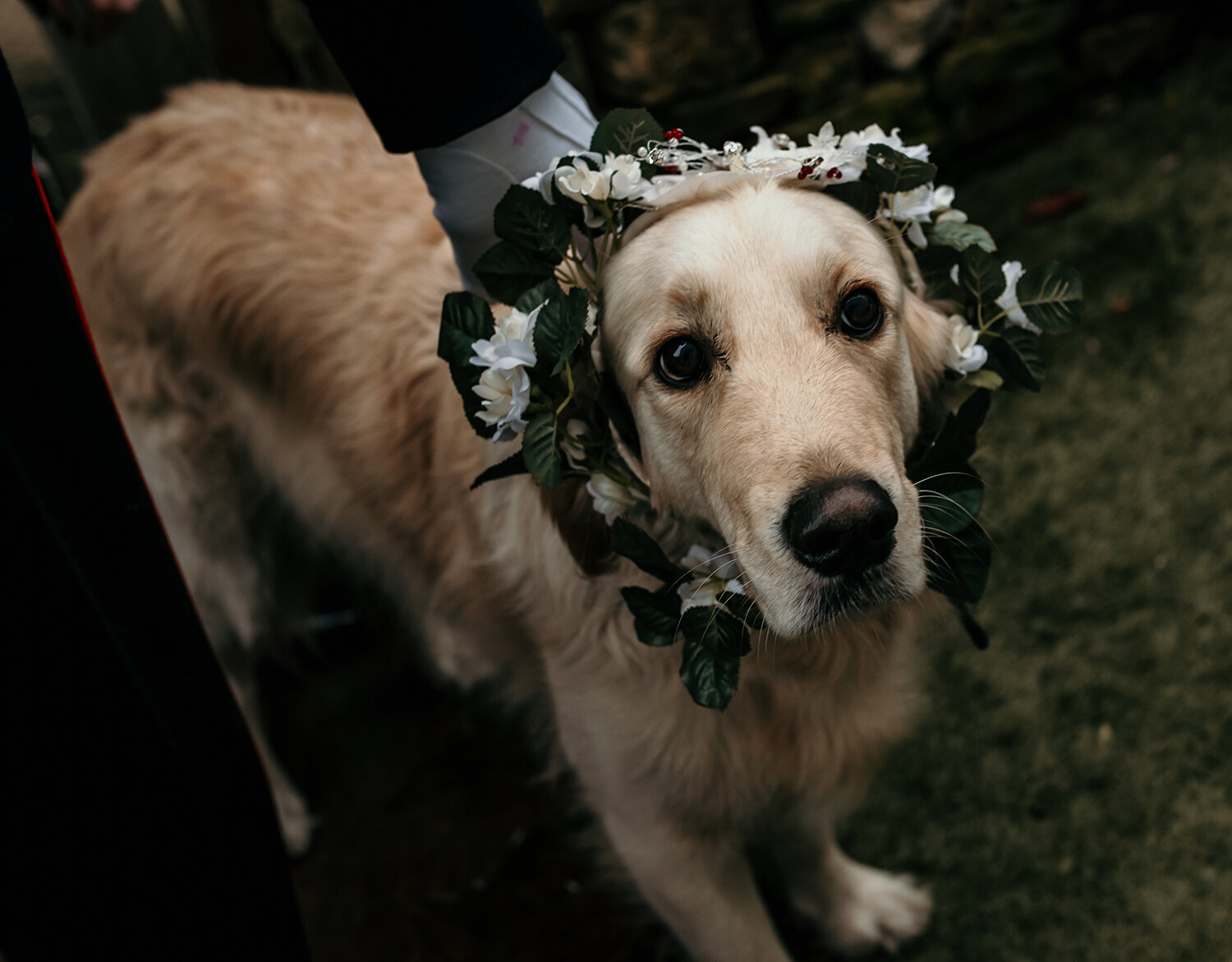 The doggy bridesmaid